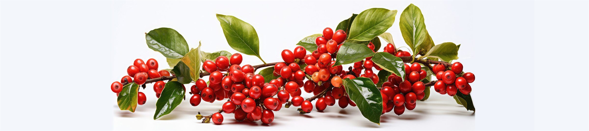 A branch of ripe red coffee cherries with green leaves